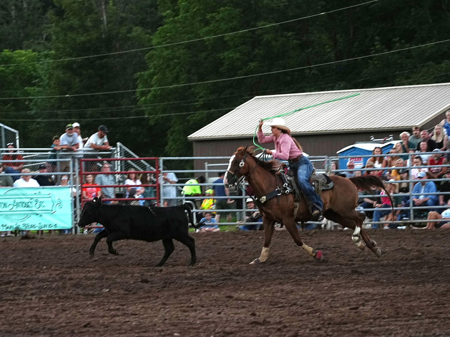 Click_to_enlarge_image Calf Roping