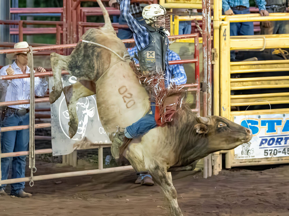 Click_to_enlarge_image Brahma Bull Riding