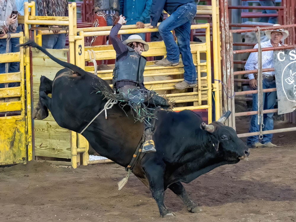 Click_to_enlarge_image Brahma Bull Riding