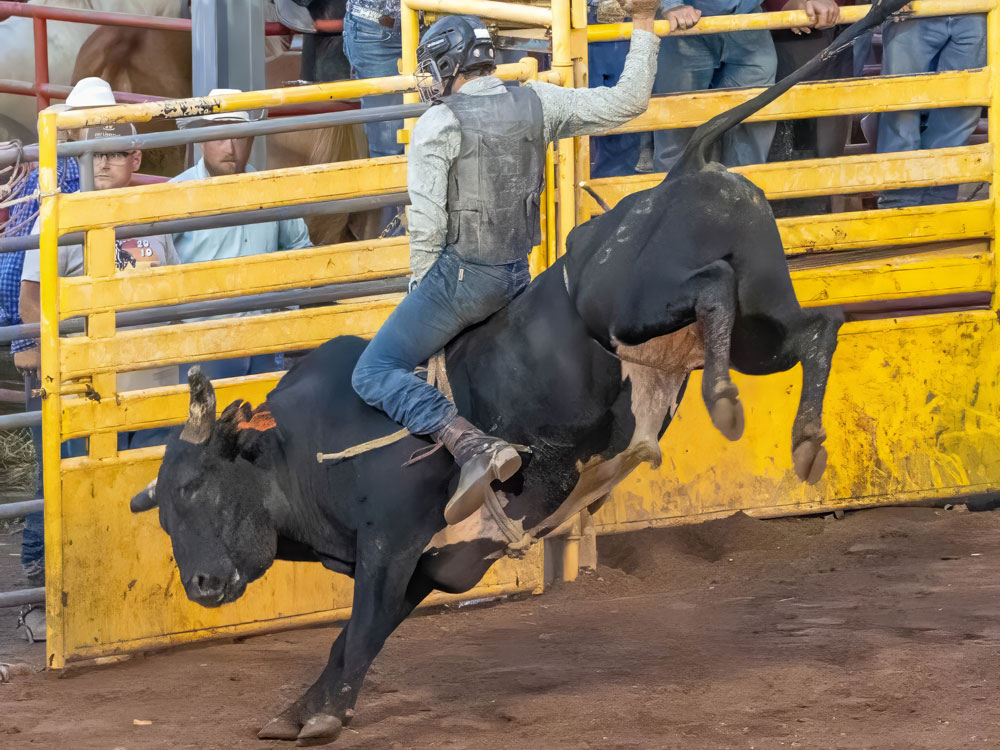 Click_to_enlarge_image Brahma Bull Riding